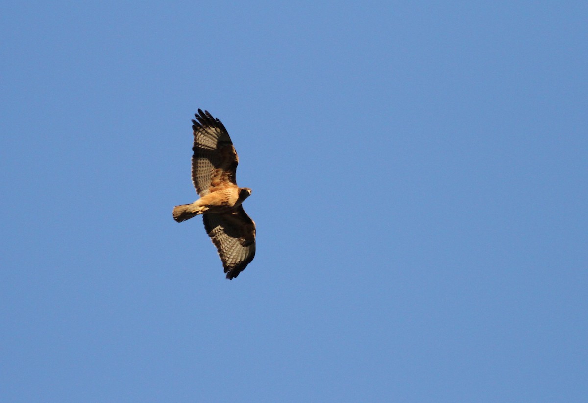 Red-tailed Hawk - ML229690401