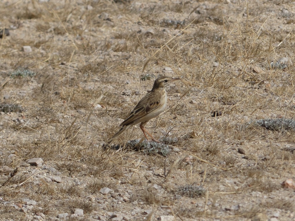 African Pipit - ML229690711