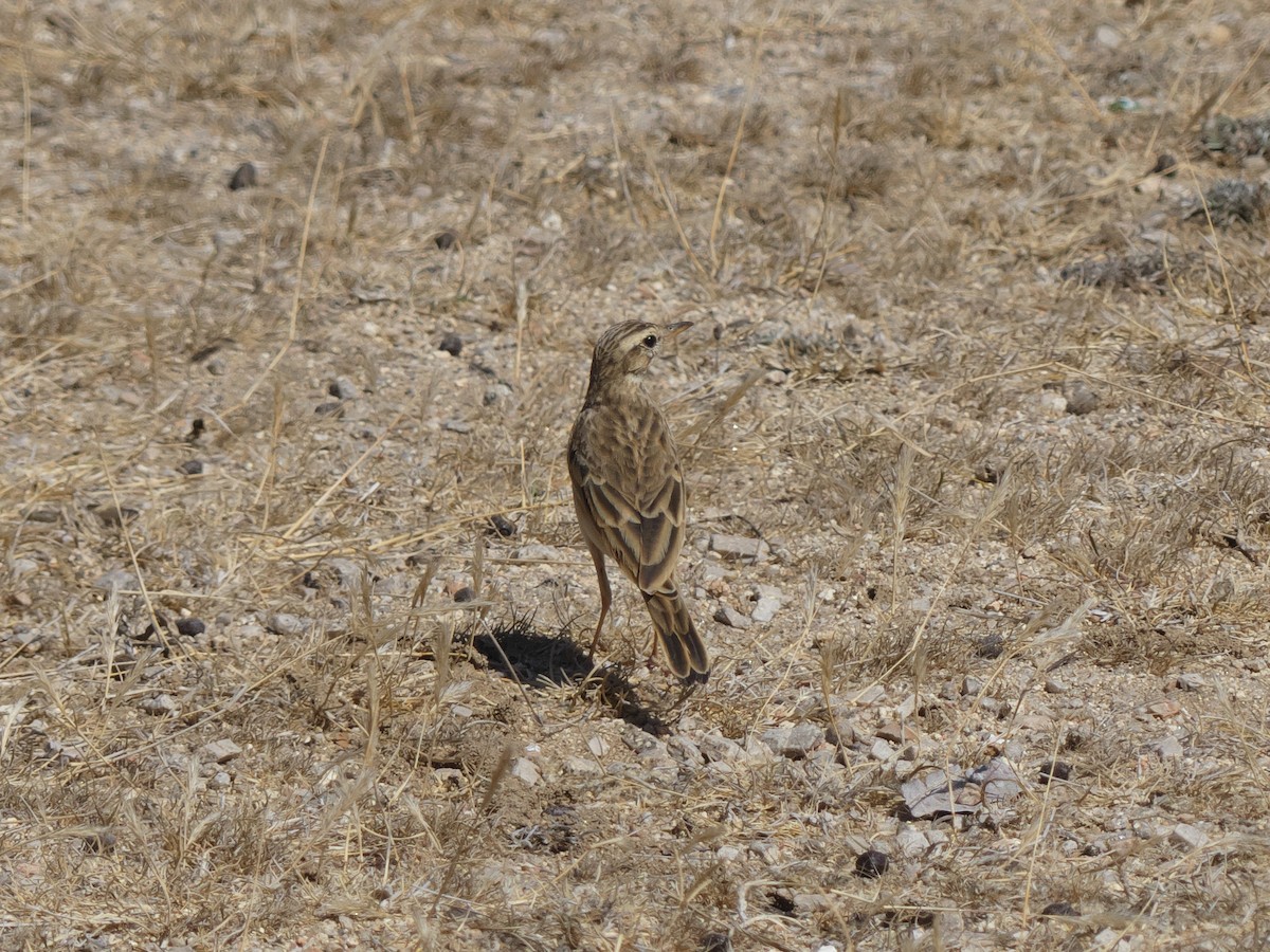 African Pipit - ML229690831