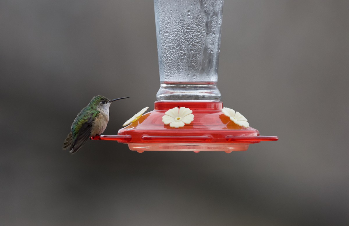 Calliope Hummingbird - ML229691491