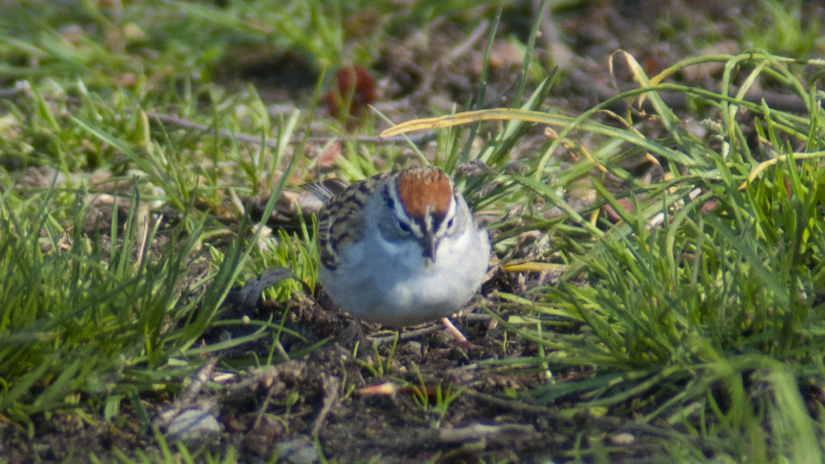 Chipping Sparrow - ML229693411
