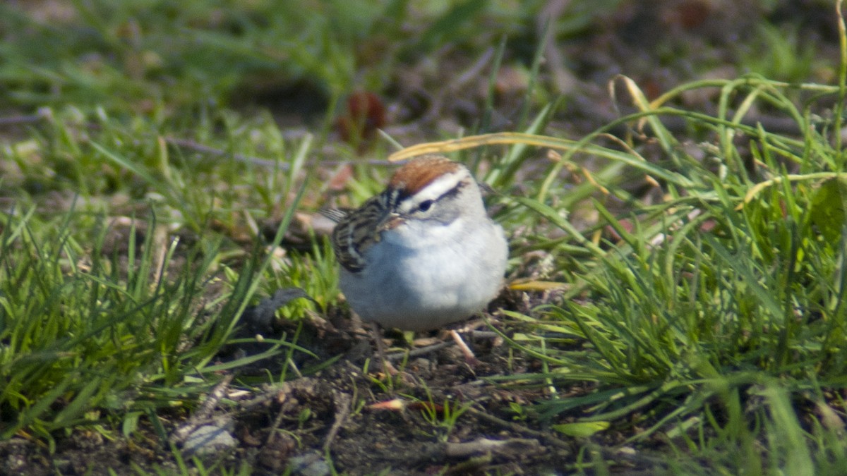 Chipping Sparrow - ML229693421