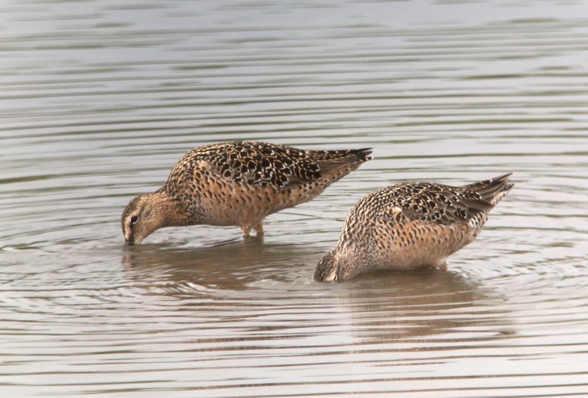 Long-billed Dowitcher - ML229694351