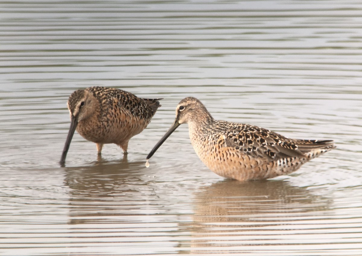 Long-billed Dowitcher - ML229694371