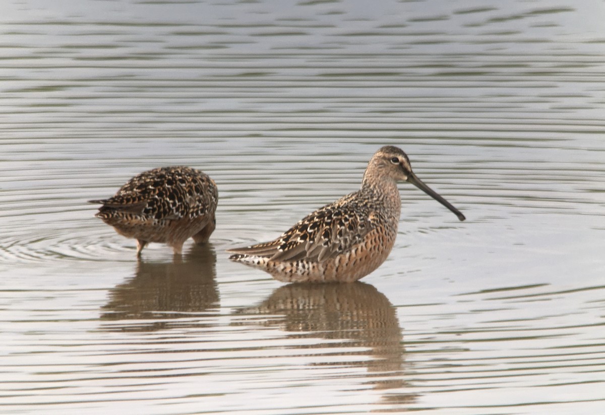 Long-billed Dowitcher - ML229694391