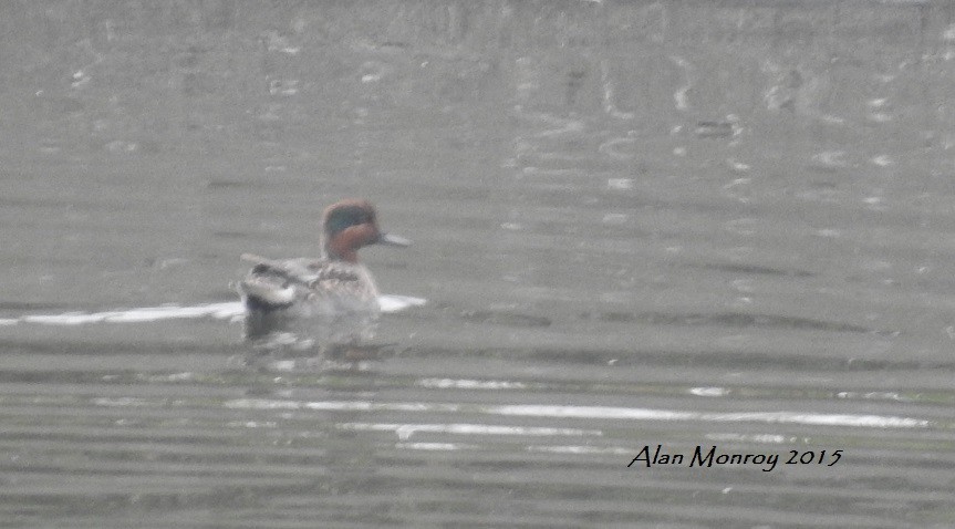 Green-winged Teal - ML22969891