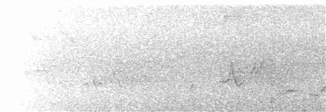 brunkinnskogtrost (swainsoni gr.) - ML229700771