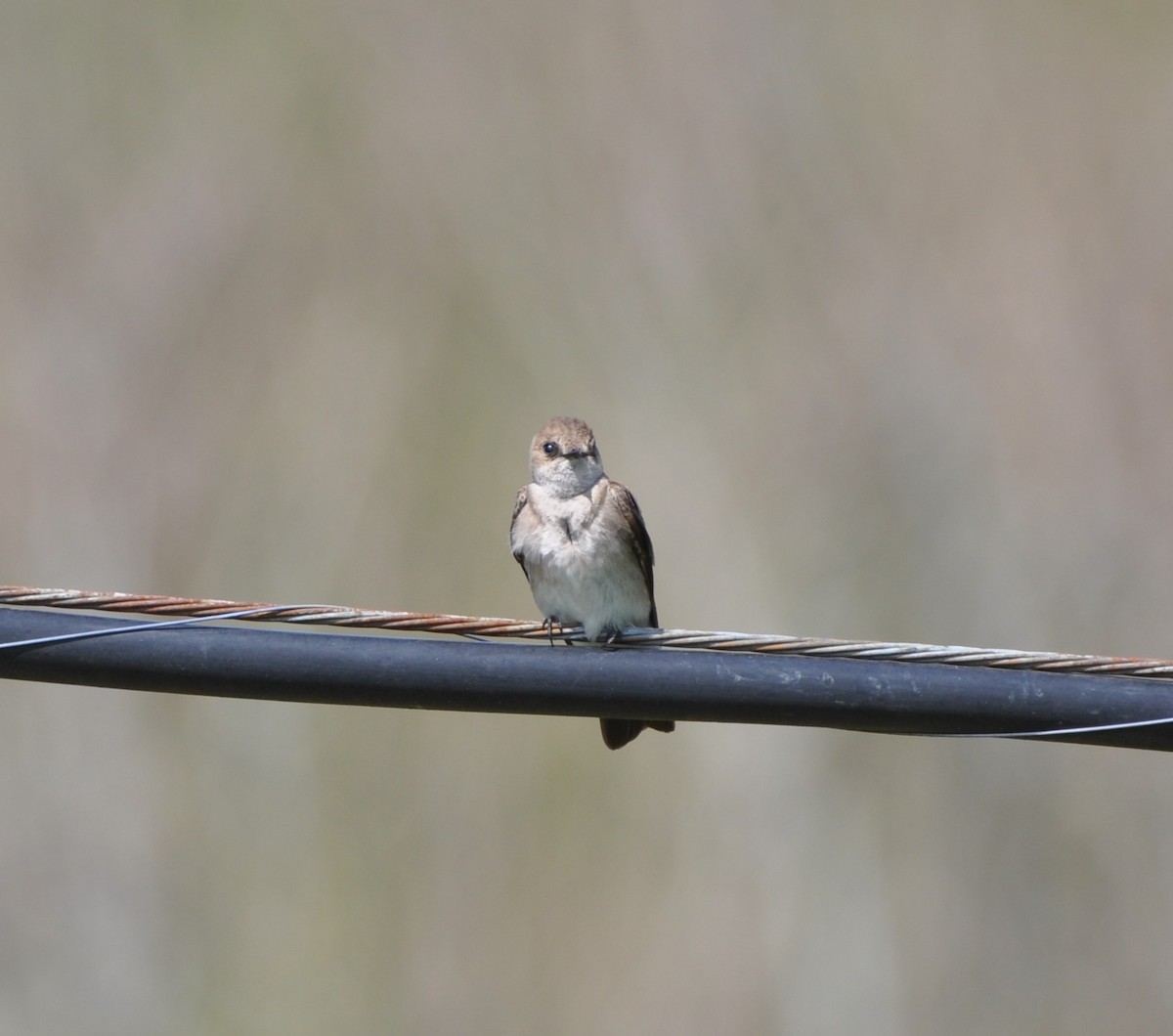 Northern Rough-winged Swallow - Steven Pancol