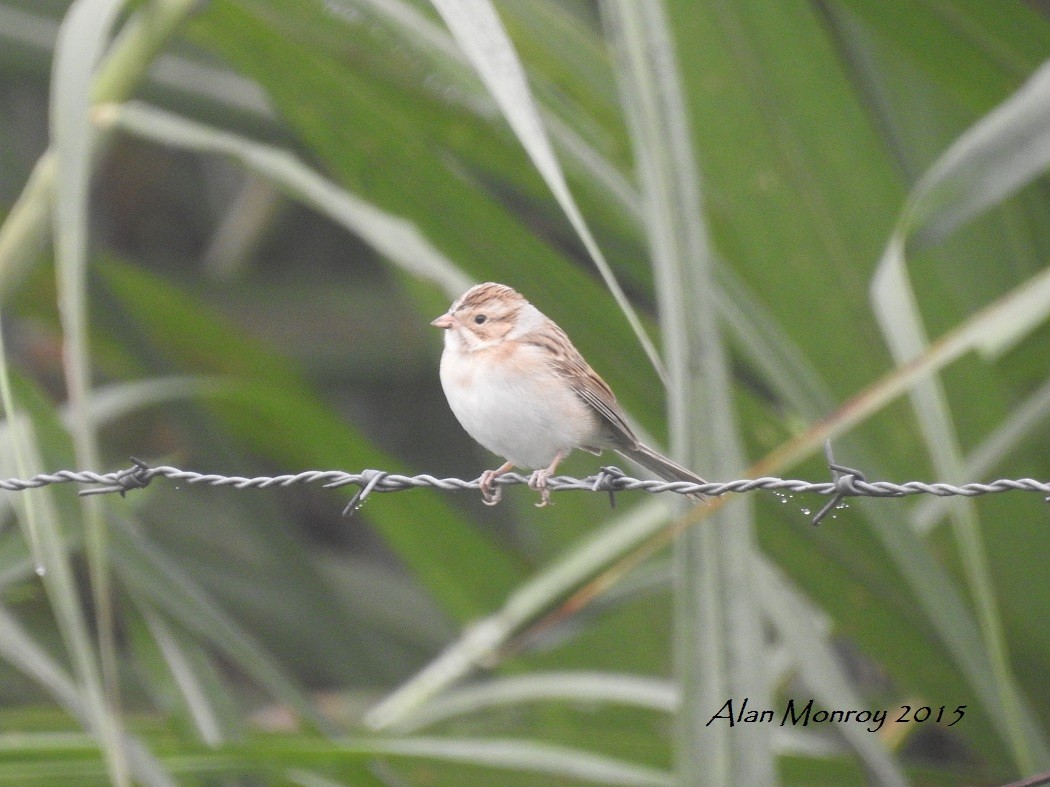 Clay-colored Sparrow - ML22970181