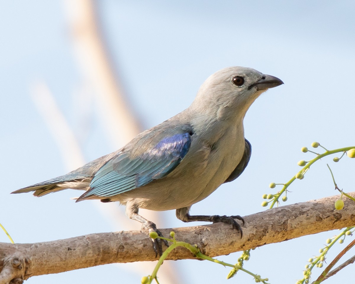 Blue-gray Tanager - ML229702451