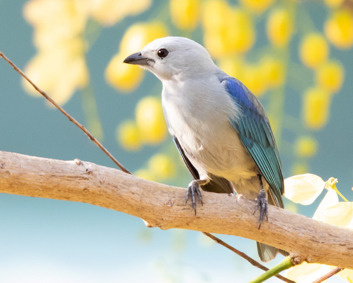 Blue-gray Tanager - ML229702461