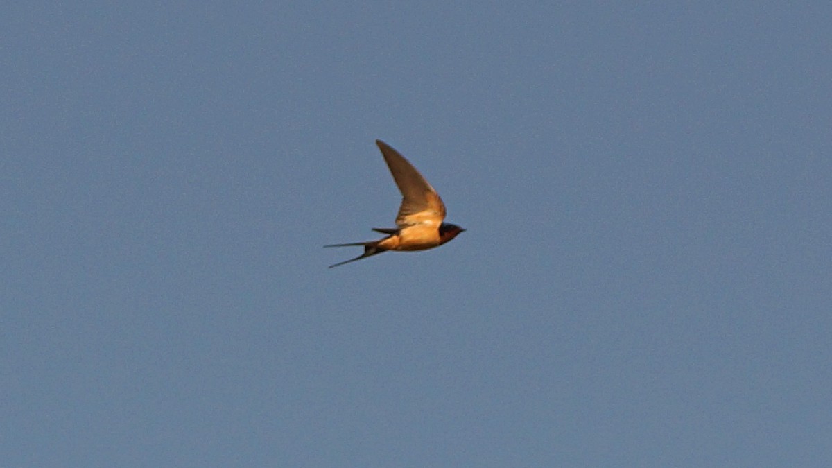 Barn Swallow - Skipper Anding