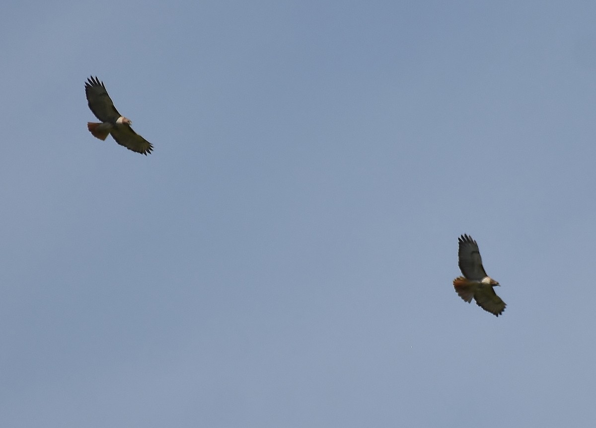 Red-tailed Hawk - ML229714021