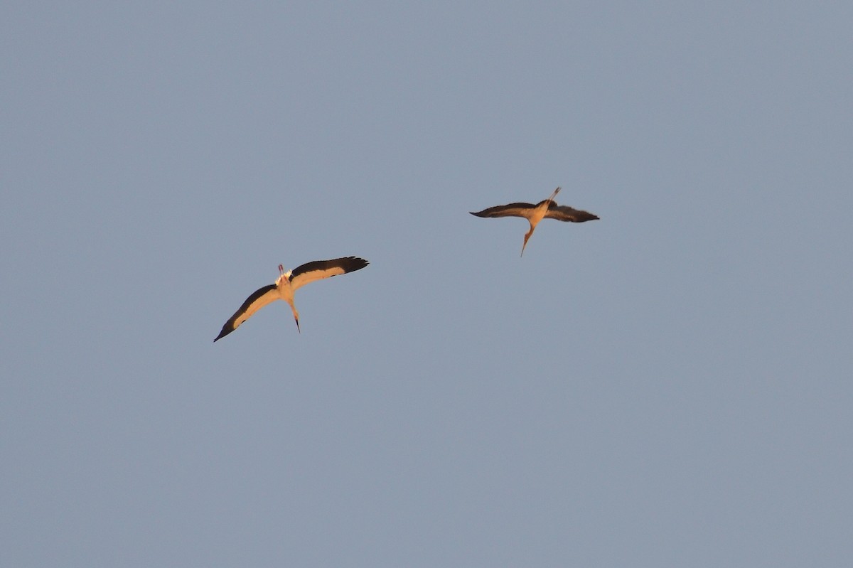 Tantale ibis - ML229716411