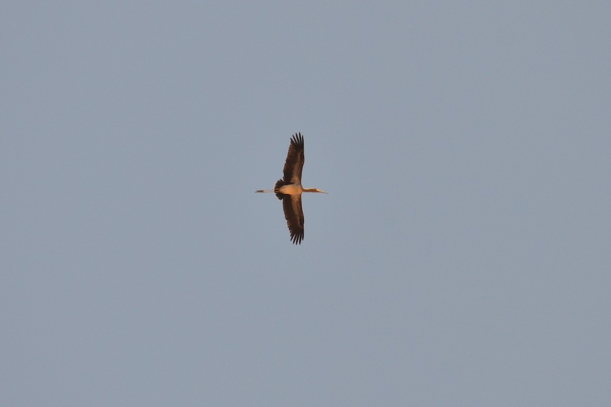 Tantale ibis - ML229716451