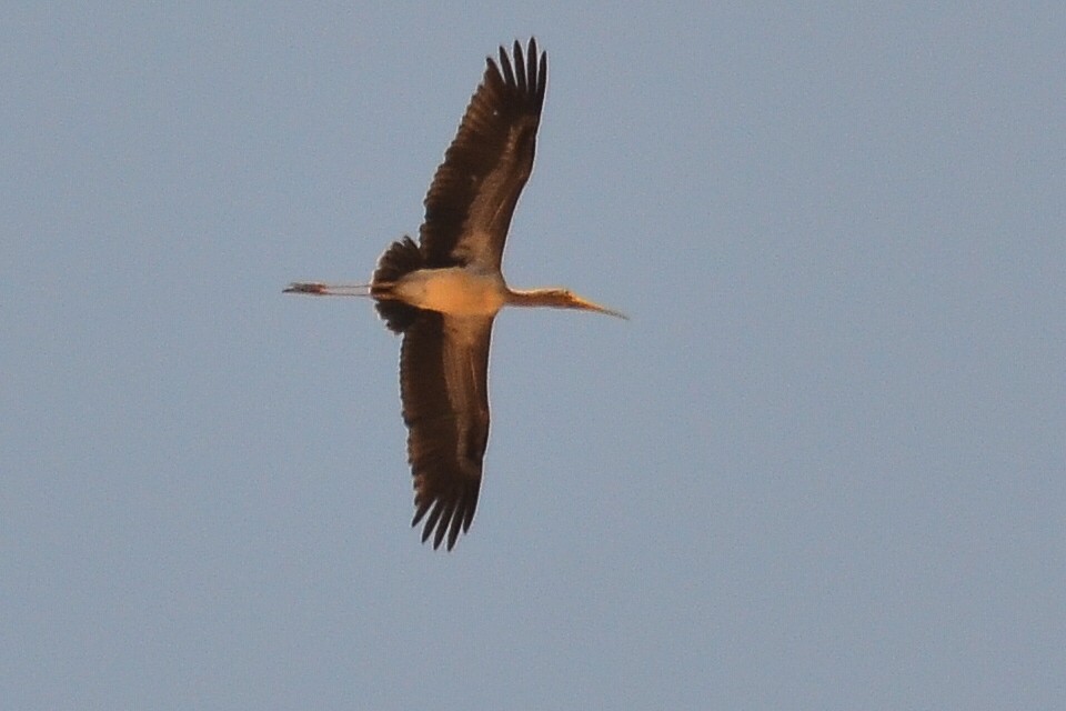 Yellow-billed Stork - Watter AlBahry