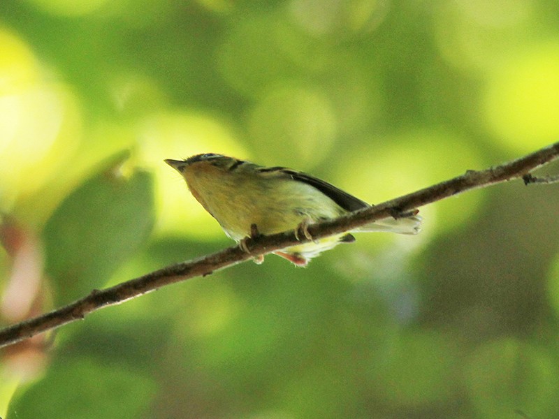 Black-eared Shrike-Babbler - Wich’yanan Limparungpatthanakij