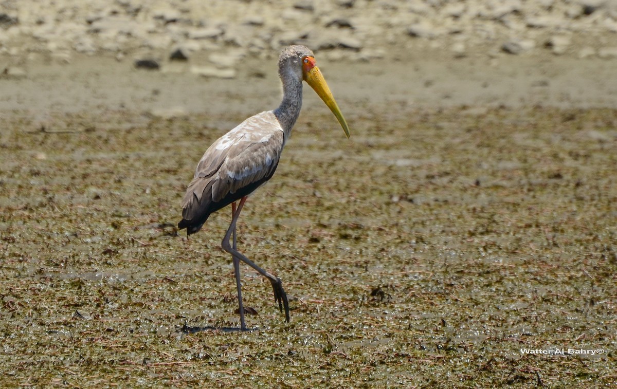 Yellow-billed Stork - Watter AlBahry