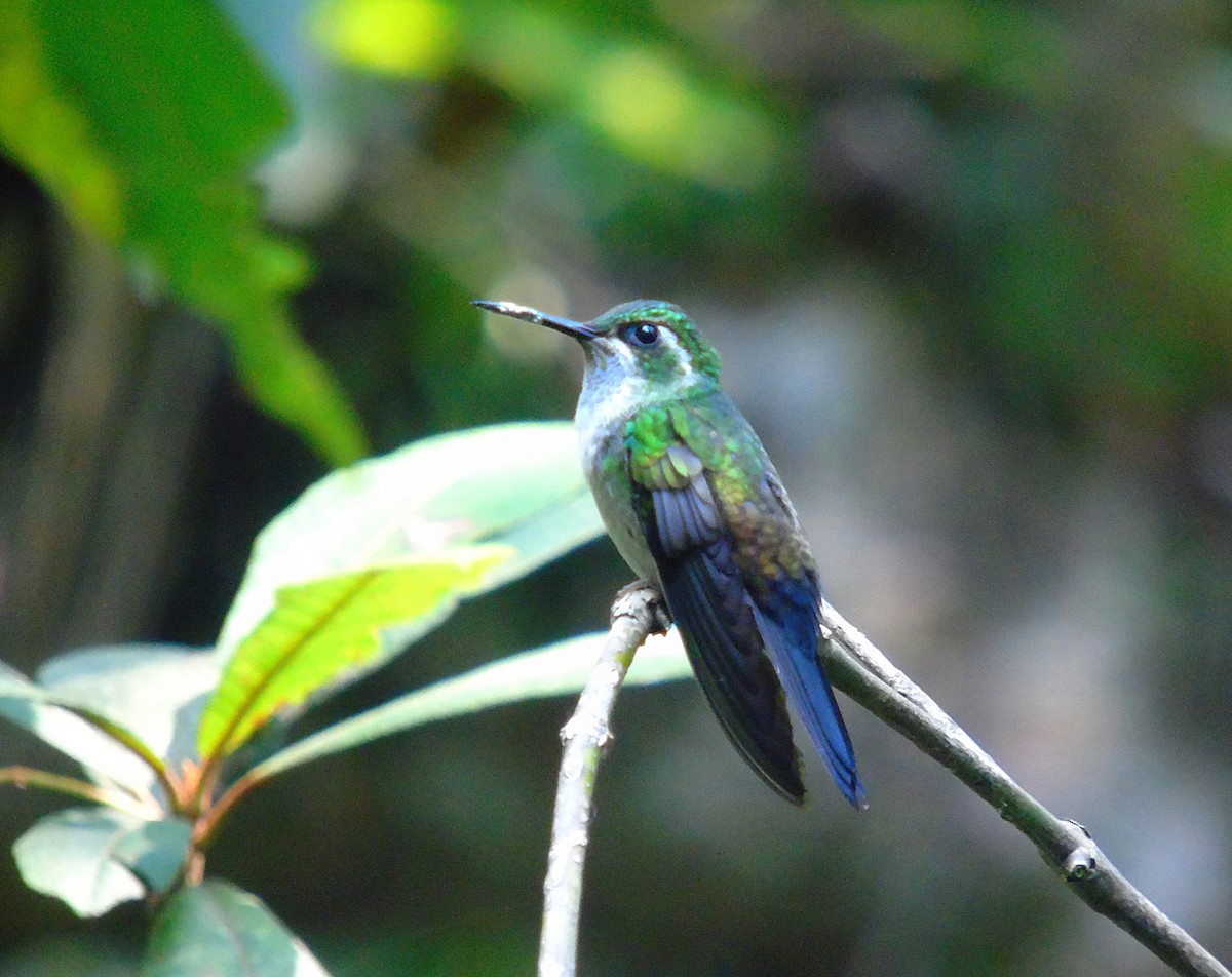 kolibřík salvadorský - ML229720901