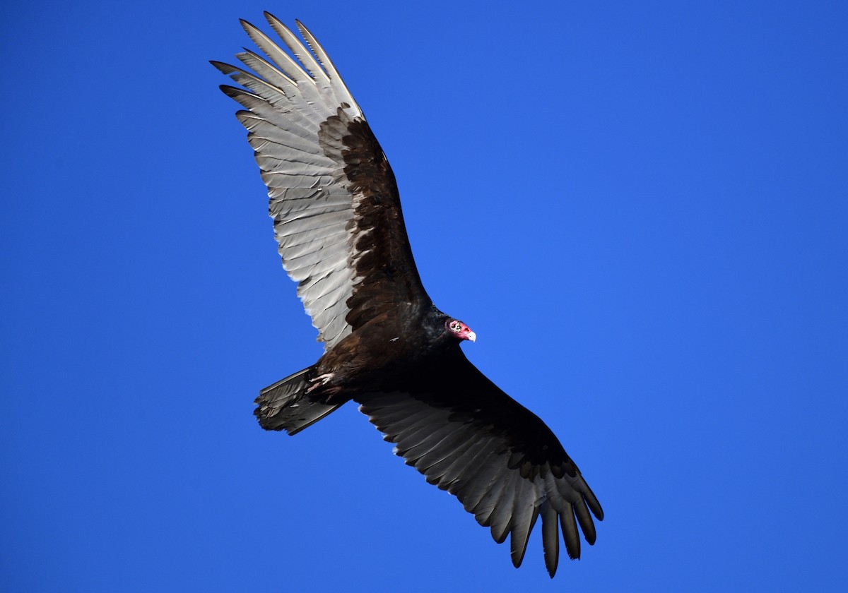 Turkey Vulture - Bill Thompson