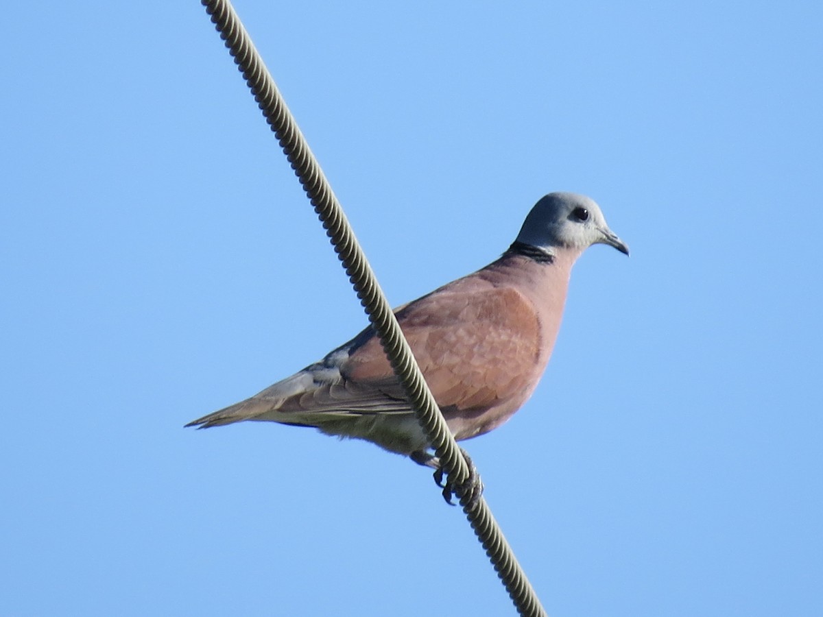 Red Collared-Dove - ML22972761