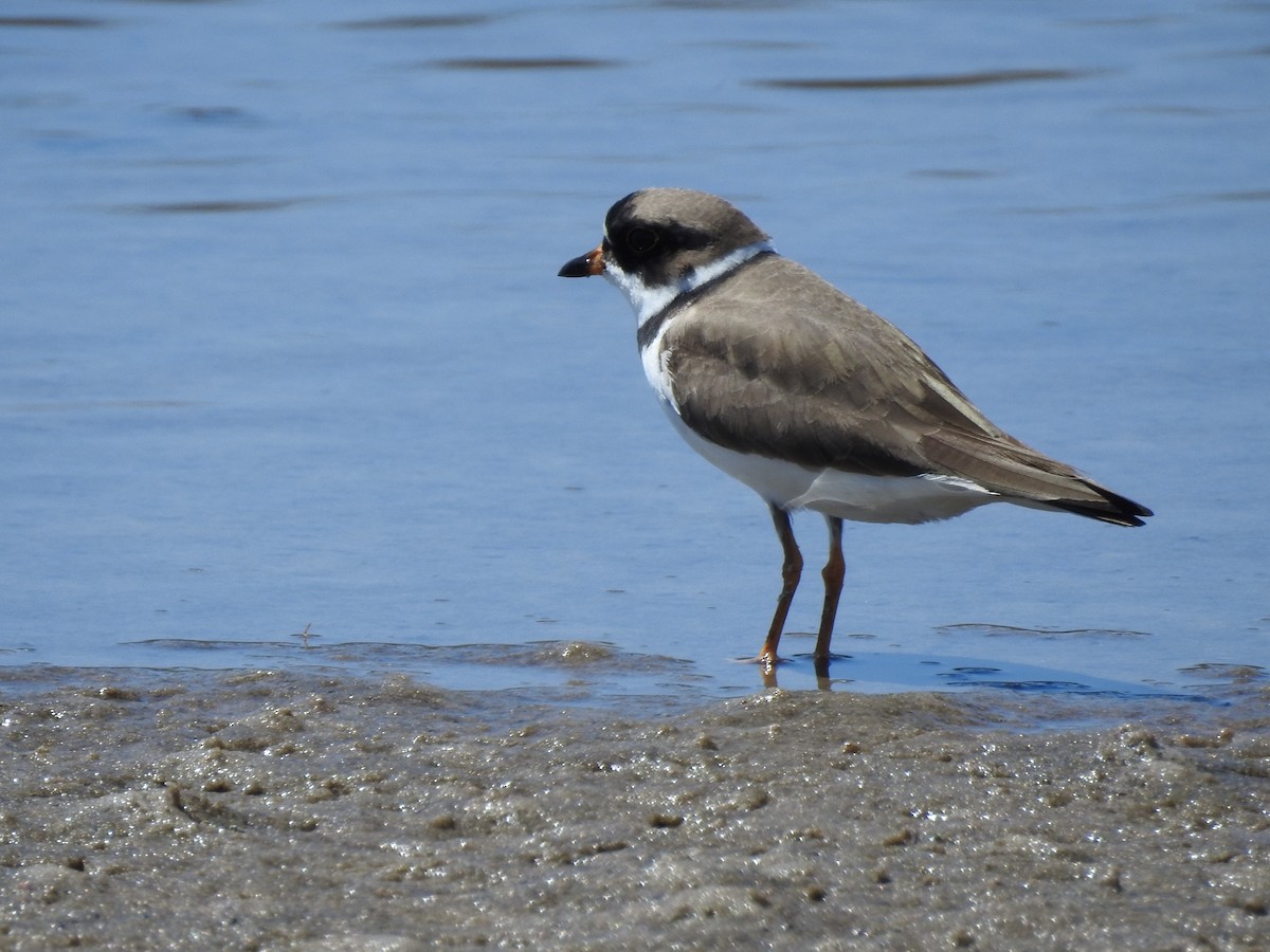 Semipalmated Plover - ML229740471
