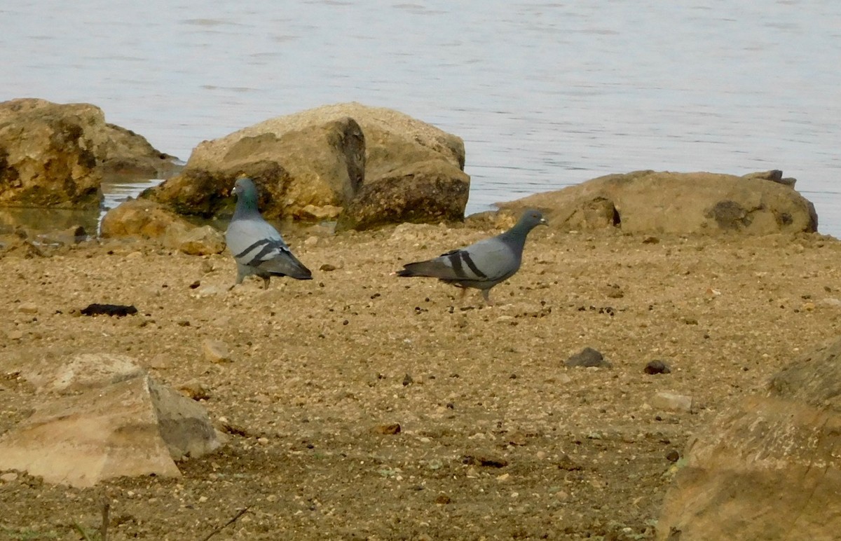 Rock Pigeon (Feral Pigeon) - Prashanth N S