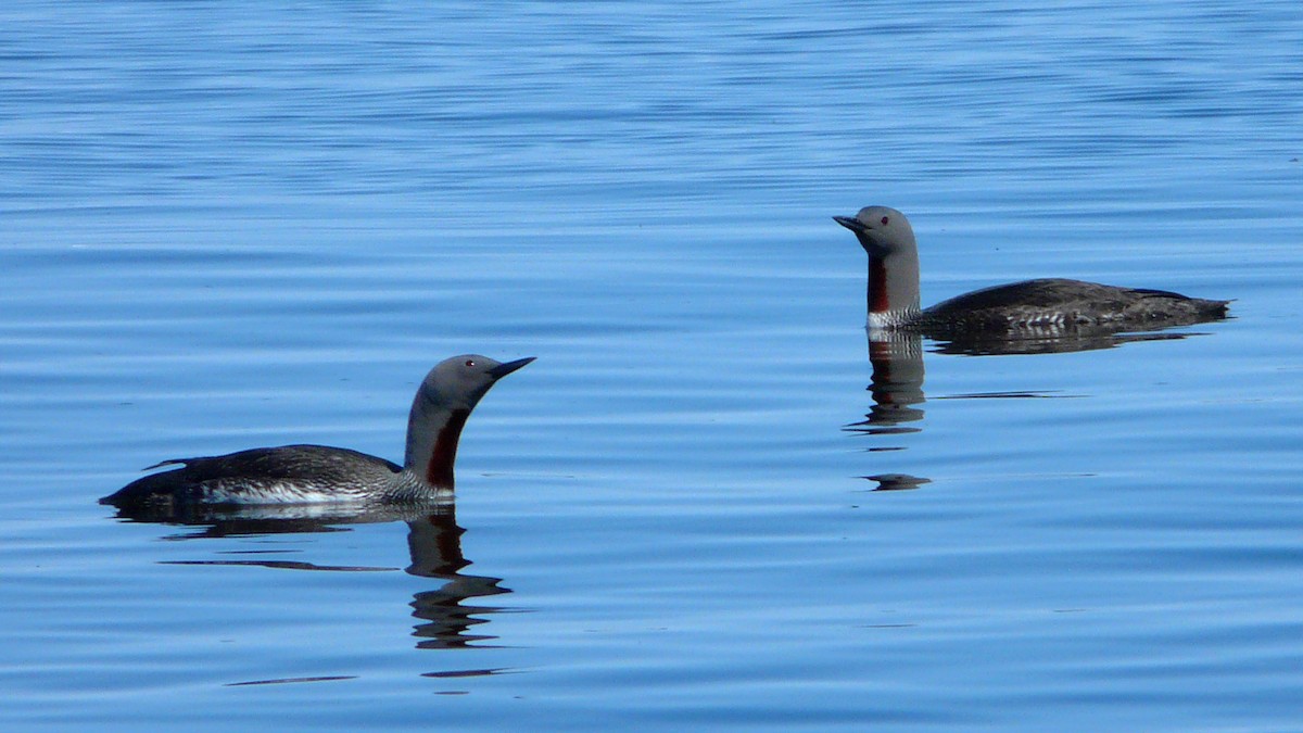 Red-throated Loon - Brent Young