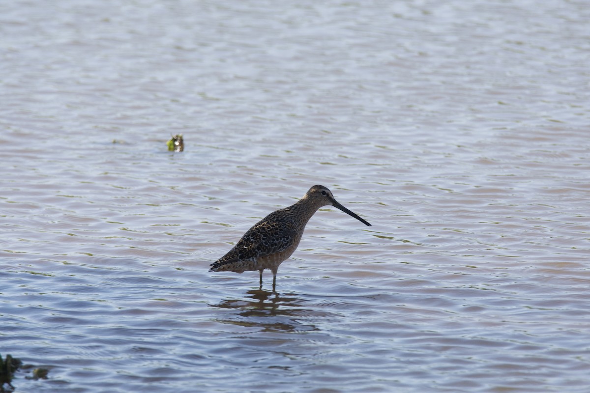 Long-billed Dowitcher - ML229742251