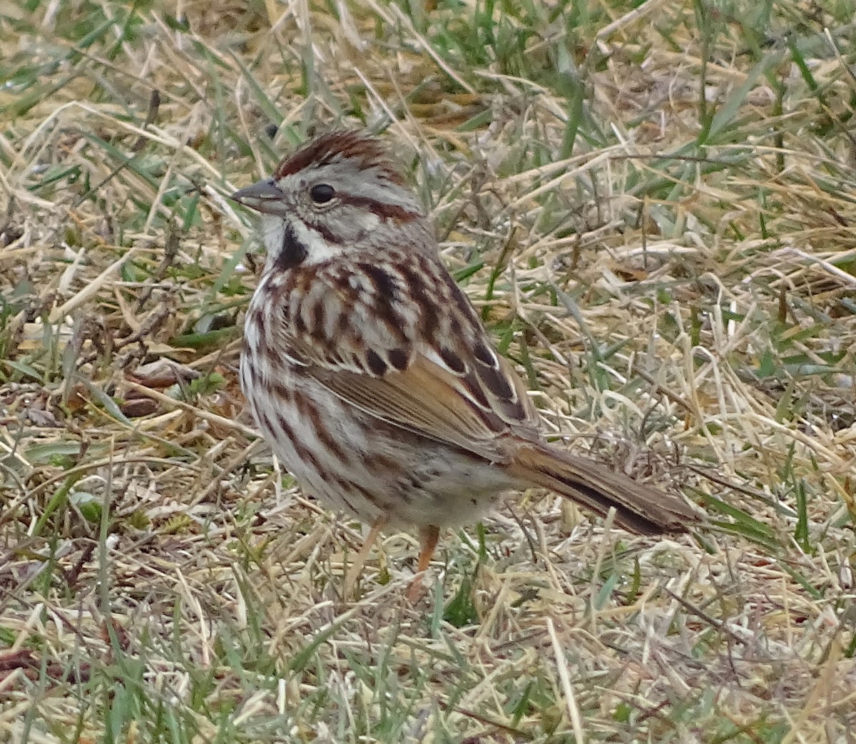 Song Sparrow - Richard and Janice Drummond