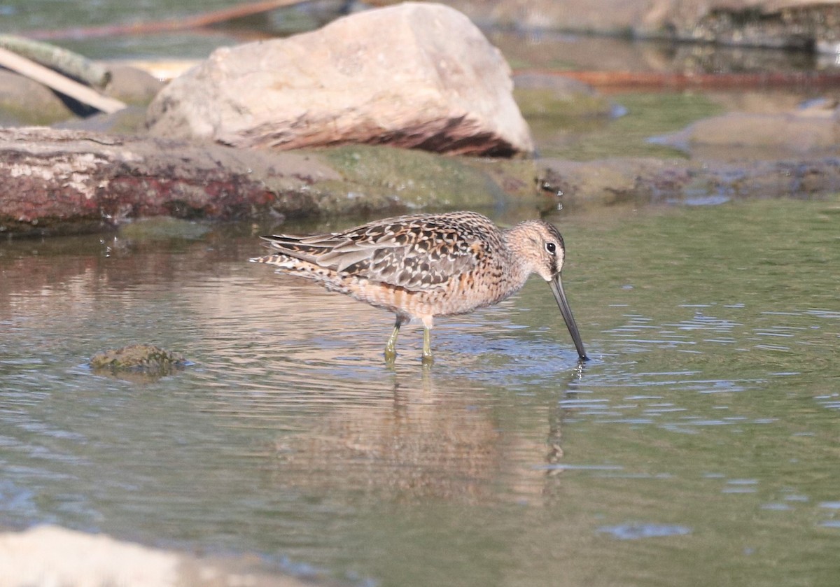 Long-billed Dowitcher - ML229752681