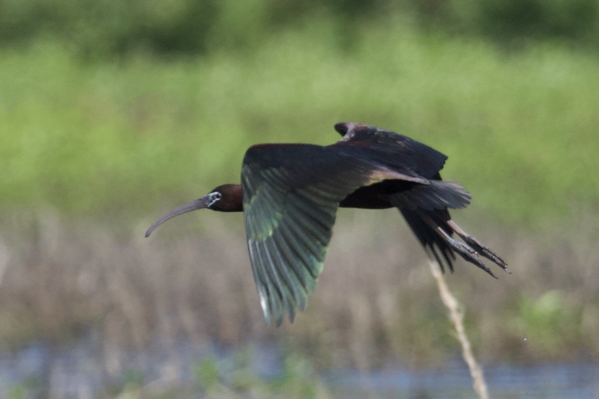 Glossy Ibis - Andrew Bell