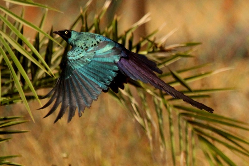 Long-tailed Glossy Starling - ML229759621