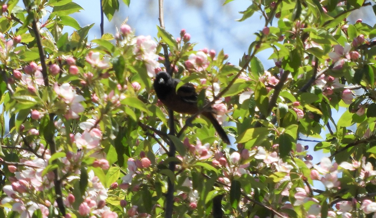 Orchard Oriole - ML229761081