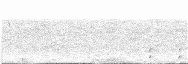 White-bellied Seedsnipe - ML229762931