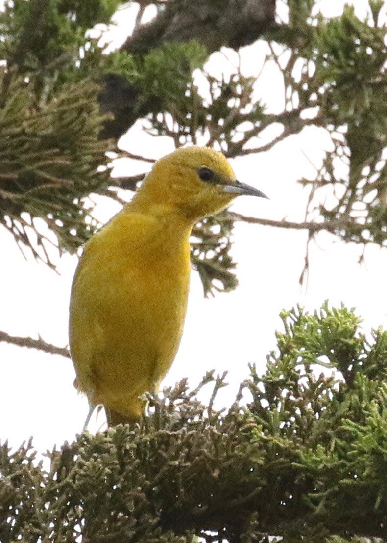 Hooded Oriole (nelsoni Group) - ML229764351