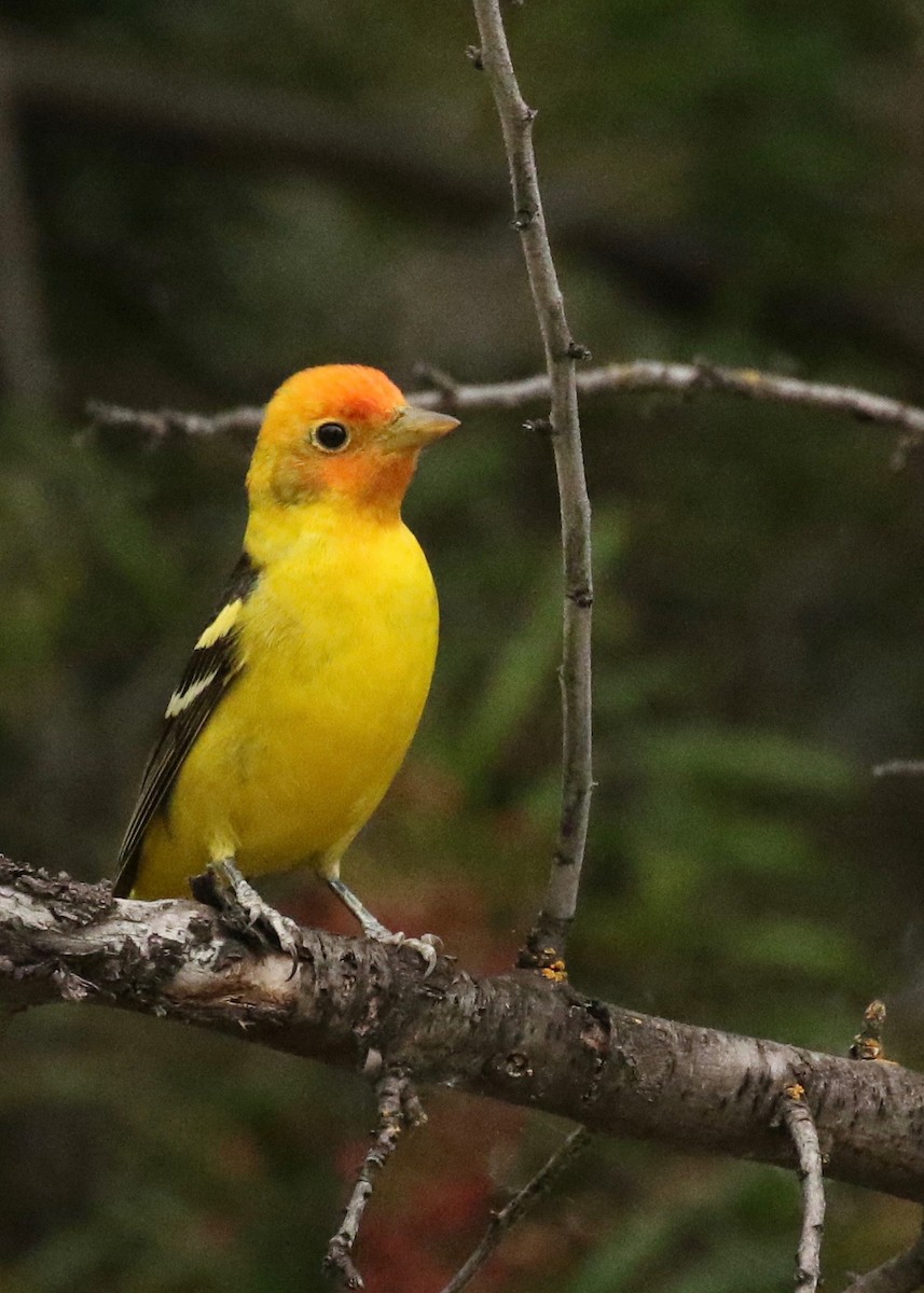Western Tanager - ML229764771