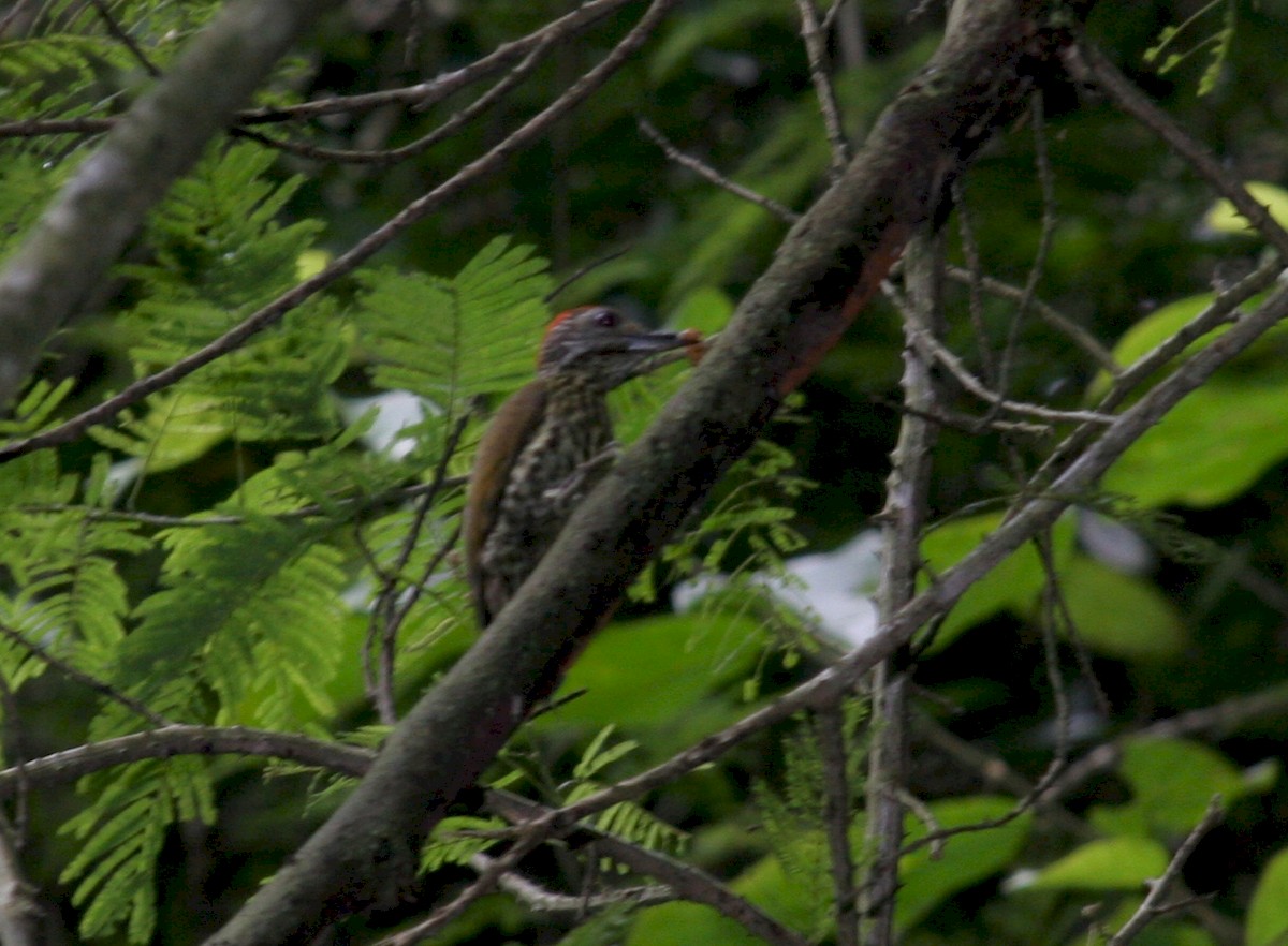 Gabon Woodpecker - ML229766951