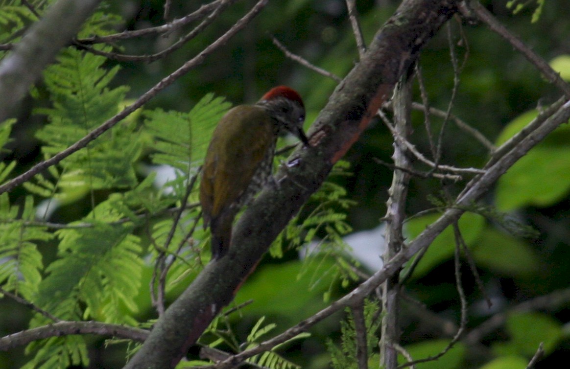 Gabon Woodpecker - Fabio Olmos