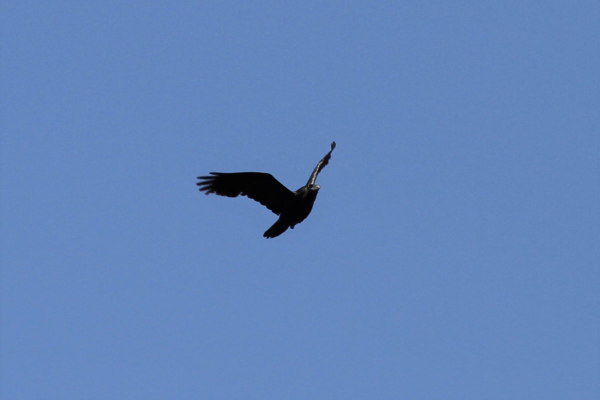 Common Raven - Mylene  Paulhus, Perreault