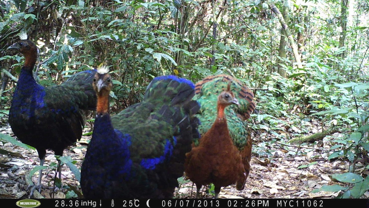 Congo Peacock - ML22976991