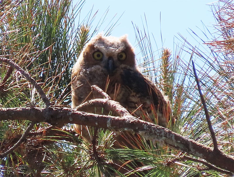 Great Horned Owl - Karen Lebing