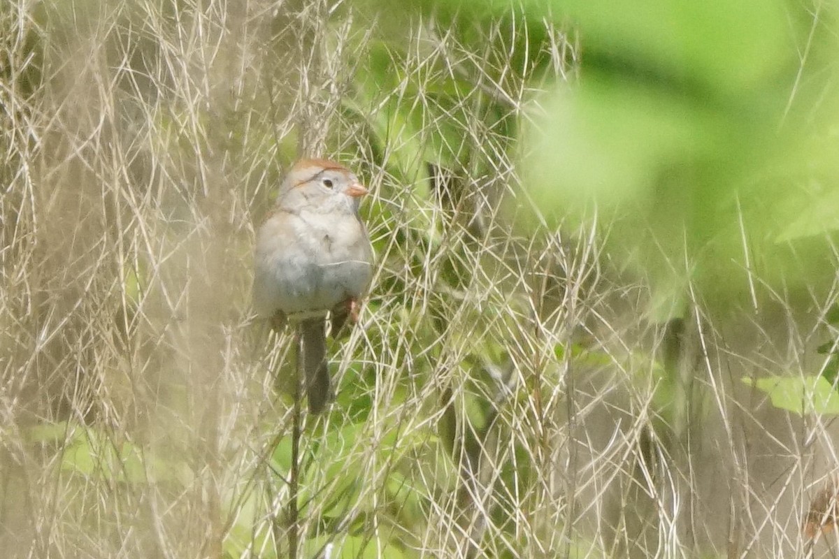 Field Sparrow - ML229773291
