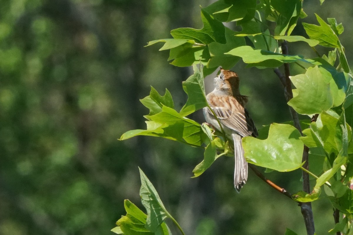 Field Sparrow - ML229773301