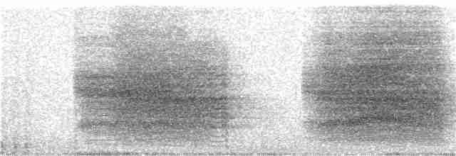 Chara de Steller (grupo diademata) - ML229773481