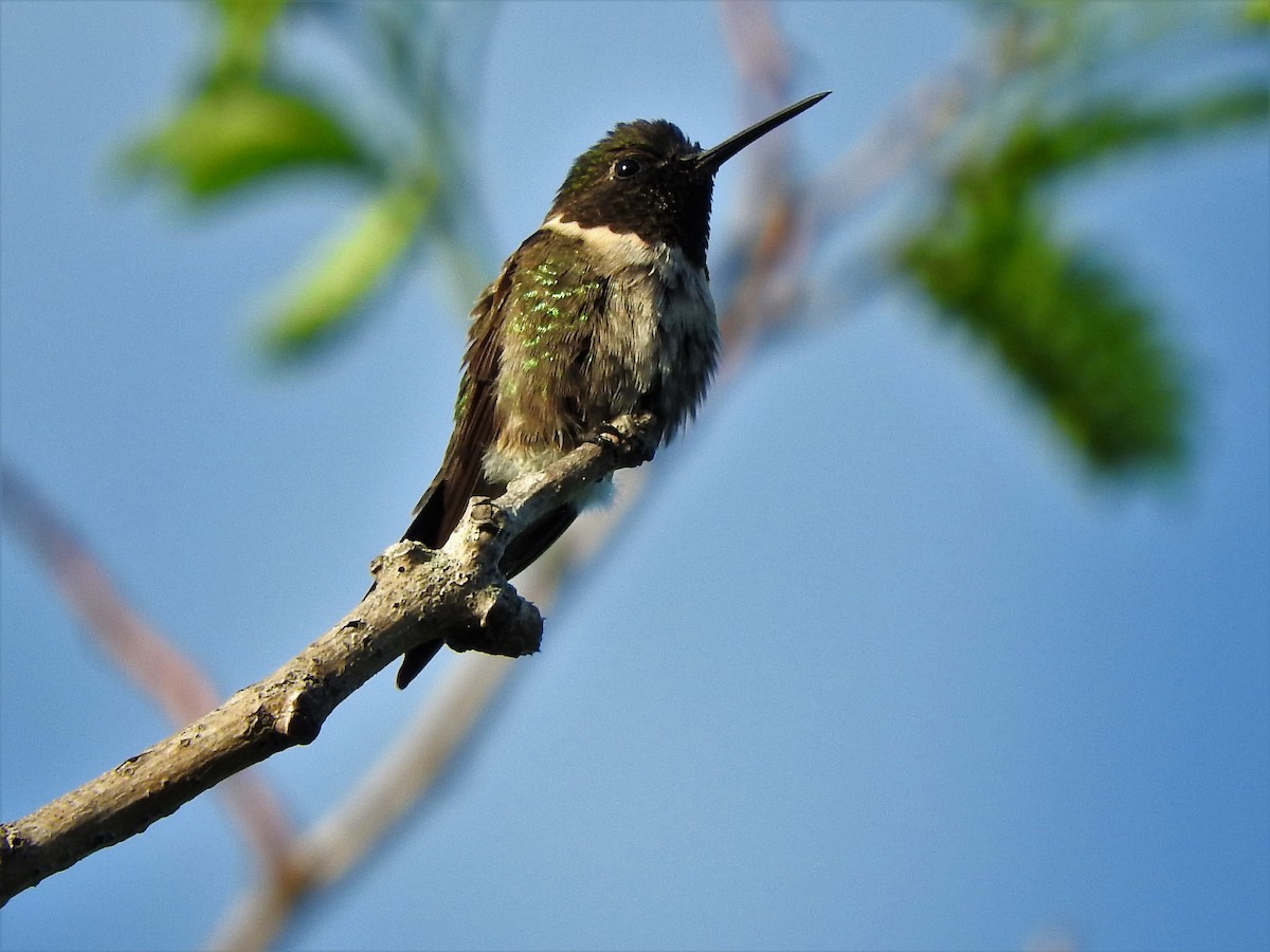 Ruby-throated Hummingbird - ML229774181