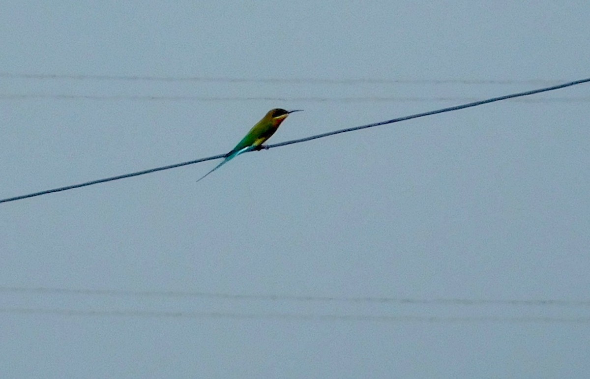 Blue-tailed Bee-eater - Prashanth N S