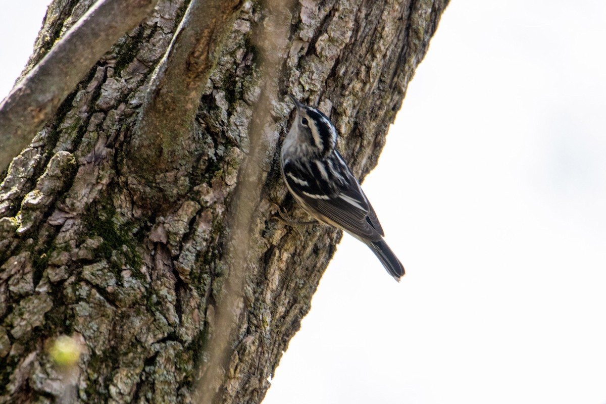 Black-and-white Warbler - ML229777831