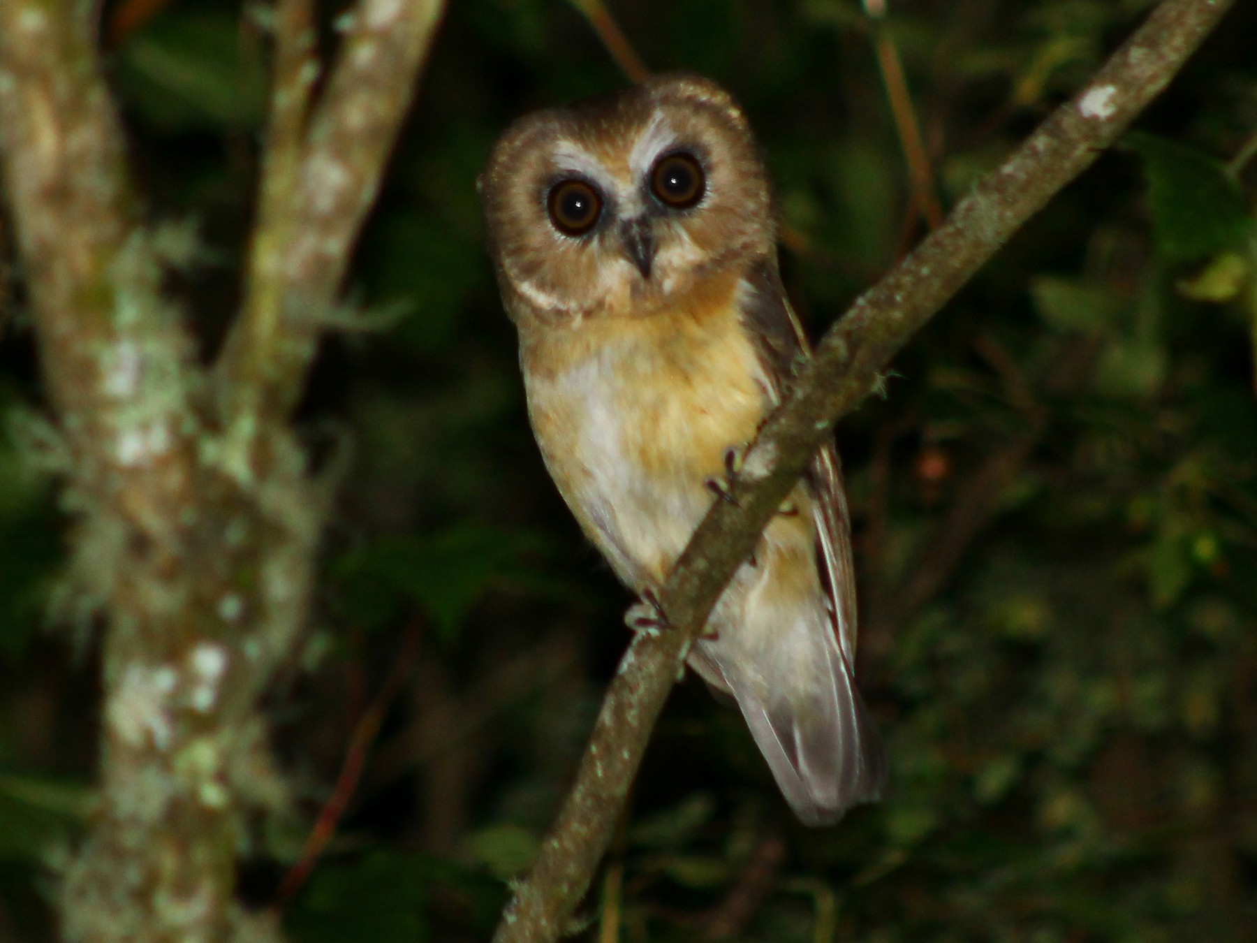 Unspotted Saw-whet Owl - Esteban Matías (birding guide) Sierra de los Cuchumatanes Huehuetenango esteban.matias@hotmail.com                             +502 53810540