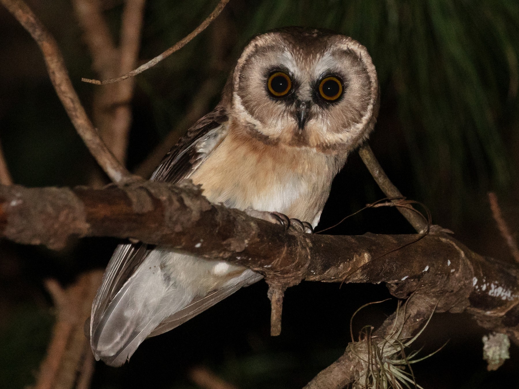 Unspotted Saw-whet Owl - Blair Dudeck